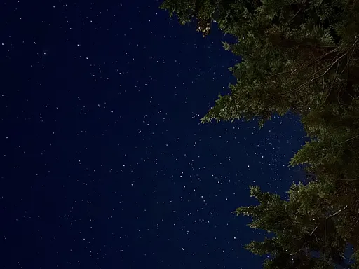 Night Sky In The Trees