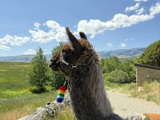 Llama in the Mountains