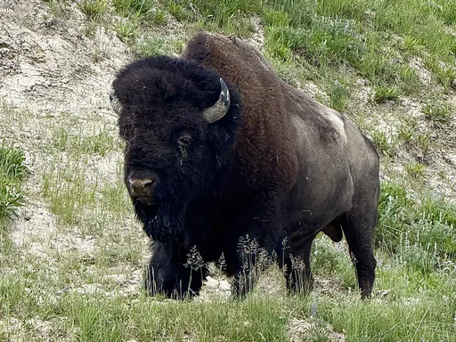 Roadside Bison